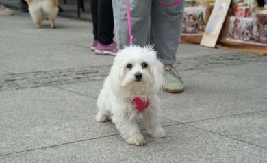 Biały maltańczyk patrzy w obiektyw.