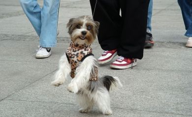 Mały piesek stoi na łapach i pozuje do obiektywu. 